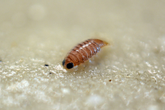 Cymothooidea