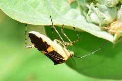 Hypselonotus lineatus