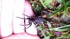 Uliodon albopunctatus