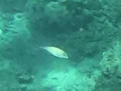 Mulloidichthys flavolineatus