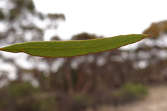 Eucalyptus oleosa oleosa