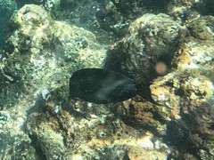 Acanthurus blochii