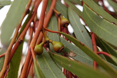 Eucalyptus oleosa oleosa
