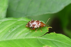 Asiophrida