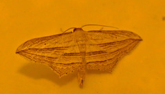 Arcobara multilineata