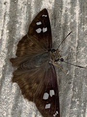 Polygonus leo arizonensis