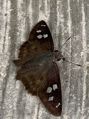 Polygonus leo arizonensis