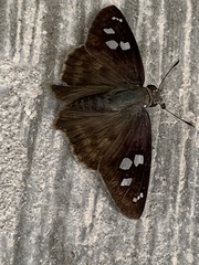 Polygonus leo arizonensis