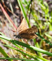Piruna microsticta