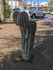 Carnegiea gigantea