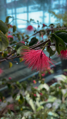 Calliandra tergemina