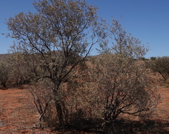 Vachellia haematoxylon