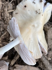 Pluteus tomentosulus