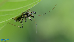 Sphedanolestes impressicollis