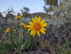 Balsamorhiza serrata