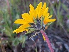 Balsamorhiza serrata