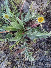 Balsamorhiza serrata