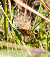Piruna microsticta