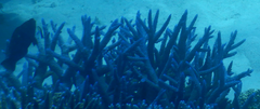Acropora muricata