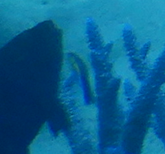 Labroides dimidiatus