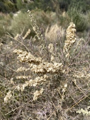 Atriplex canescens canescens