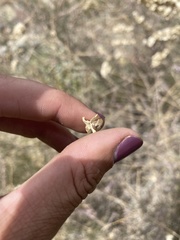 Atriplex canescens canescens