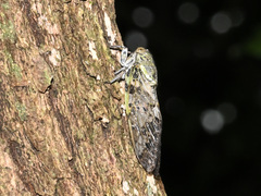 Platypleura kaempferi