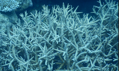 Acropora muricata