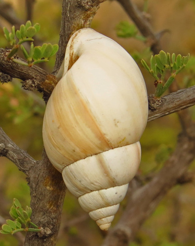 Rabdotus schiedeanus