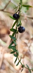 Galium aschenbornii