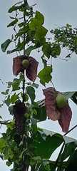 Aristolochia gigantea