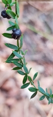 Galium aschenbornii