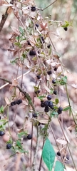 Galium aschenbornii