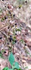 Galium aschenbornii