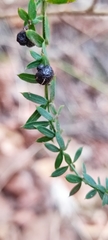 Galium aschenbornii