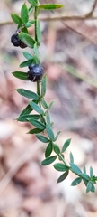 Galium aschenbornii
