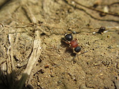 Bischoffitilla ardescens