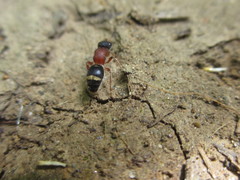 Bischoffitilla ardescens