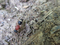 Bischoffitilla ardescens