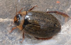 Rhantus wallisi