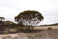 Eucalyptus oleosa oleosa