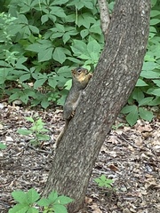 Sciurus niger