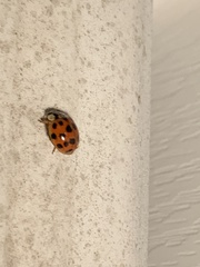 Harmonia axyridis