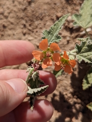 Sphaeralcea