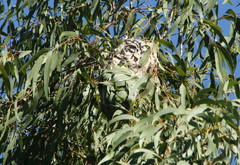 Corymbia tessellaris