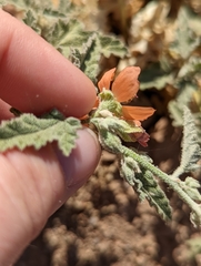 Sphaeralcea