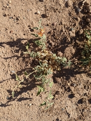 Sphaeralcea