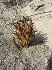 Aphyllon franciscanum