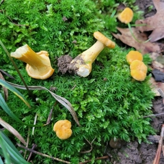 Cantharellus lateritius
