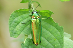 Chrysochroa rajah thailandica